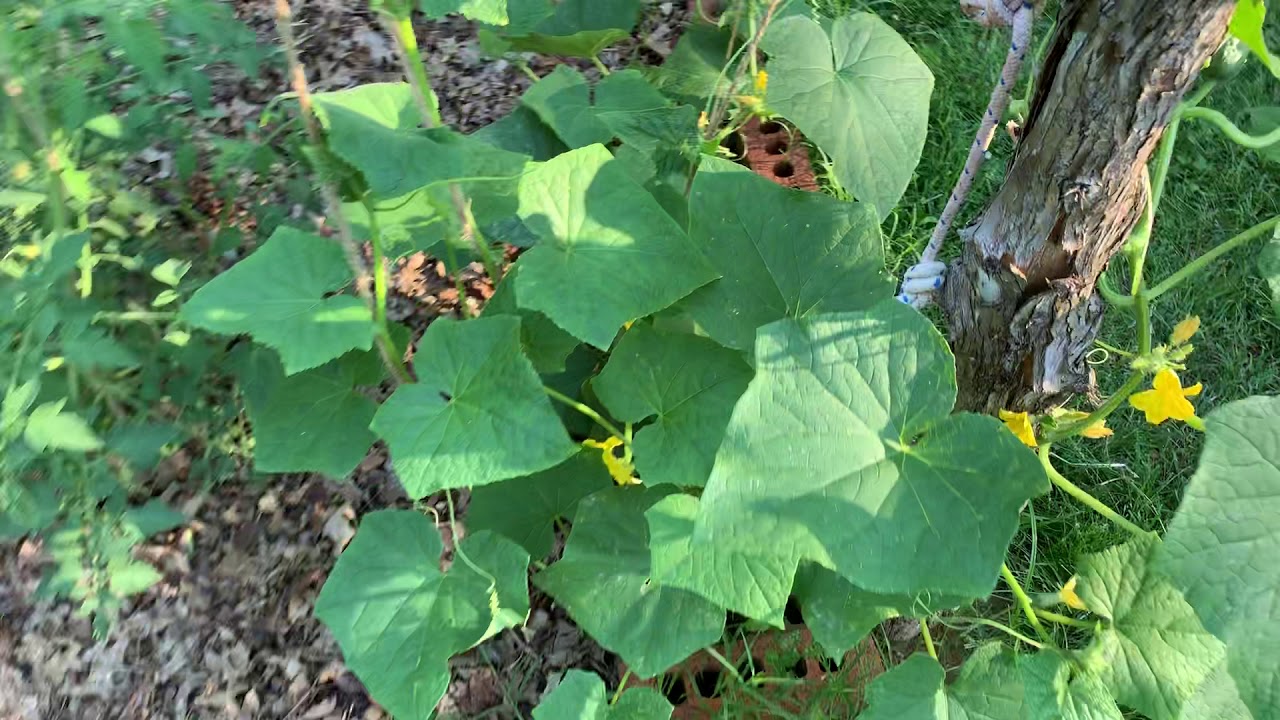 Hanging Vegetable Garden - YouTube