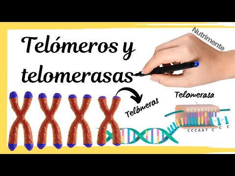 Vídeo: Diferencia Entre Telómeros Y Telomerasa