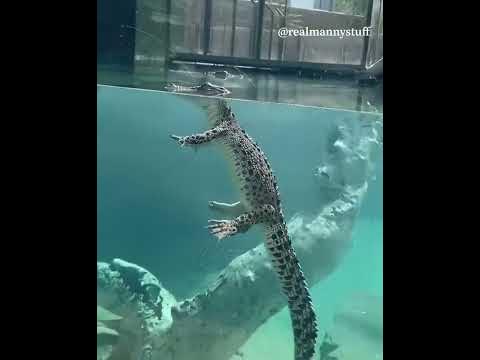 Crocodile floating in the water - YouTube