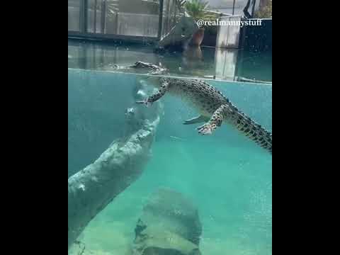 Video: Pot crocodilii să rămână pe linia de plutire?