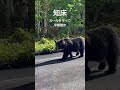 知床峠お散歩中のヒグマ#shorts #ヒグマ #bear #北海道 #知床峠 #熊 #羅臼 #知床