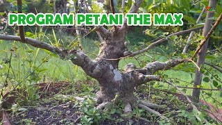 Berburuh Ke Petani Banyak Pohon Bagus Di Lombok