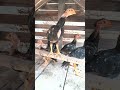 índio Bico curto Crista ferrão 🐓🔥#aves #animal #musica #roça