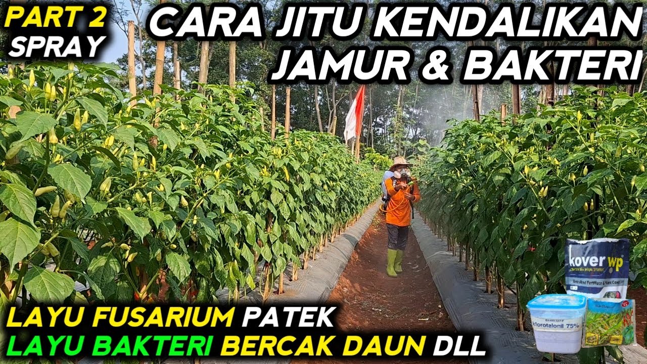 🔴 PART 2 SPRAY CARA JITU KENDALIKAN JAMUR & BAKTERI PADA CABE TOMAT MELON #mitrapertanianchannel