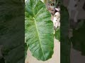 #need to cut and propagate 💚🌿💚🌿