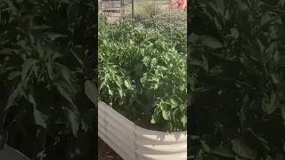 This One Ingredient Changed My Garden #gardening #bonemeal