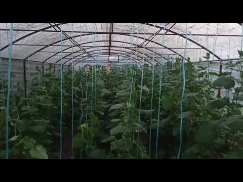 Haram kanizaklari haqida erotik melodramalar