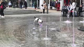 Cute funny dog in Hemel Hempstead by PeachyNana UK 157 views 6 years ago 36 seconds