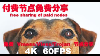 free sharing of paid nodes #45 (2021) | v2ray Fast free node | CC subtitles | top | 4K 60FPS