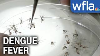 Case of Dengue fever confirmed in Pasco County