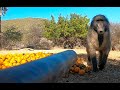 Blowgun baboons and  danger