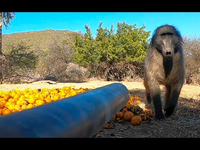 Blowgun, Baboons and  Danger class=