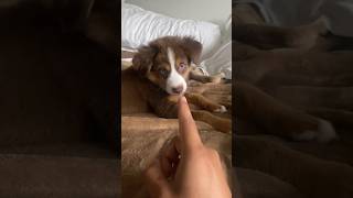 She BIT OFF MY FINGER #dog #puppy #doglover #shorts #dogsofinstagram