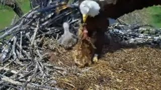 Fort St Vrain Eagles~Ma Feeds Fsv49 & Fsv50 by the Rails-Drags Food Across the Nest_4/24/24 by chickiedee64 524 views 2 weeks ago 6 minutes, 25 seconds