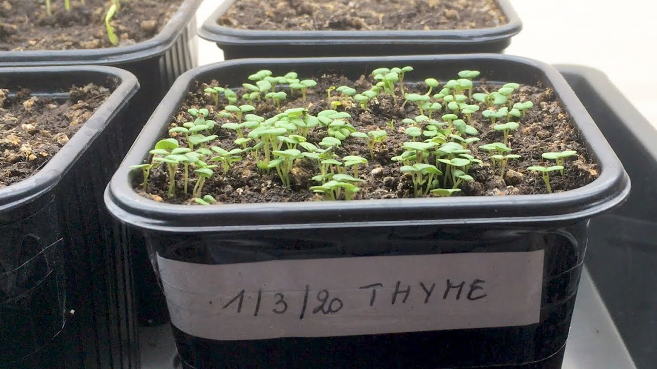 Growing Herbs from Seeds - Part 1 - Update after 9 days