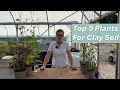 Best plants for clay soils top 5