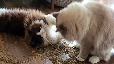 When The Catnip Hits...🙈