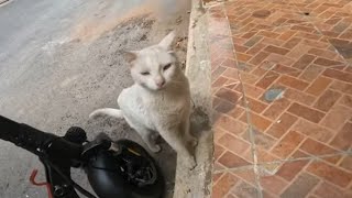 The white cat, which I had not seen for a long time, saw me and I felt happy with her cute meow