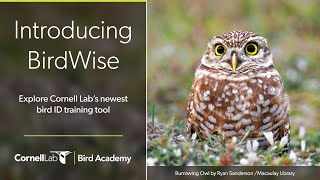 Introducing BirdWise! Explore Cornell Lab's Newest Bird ID Training Tool: Edited Recording