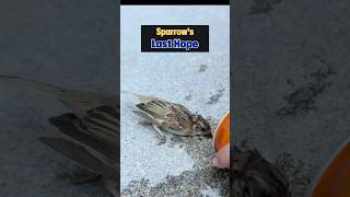 I Nursed A Fallen Sparrow Back To Life