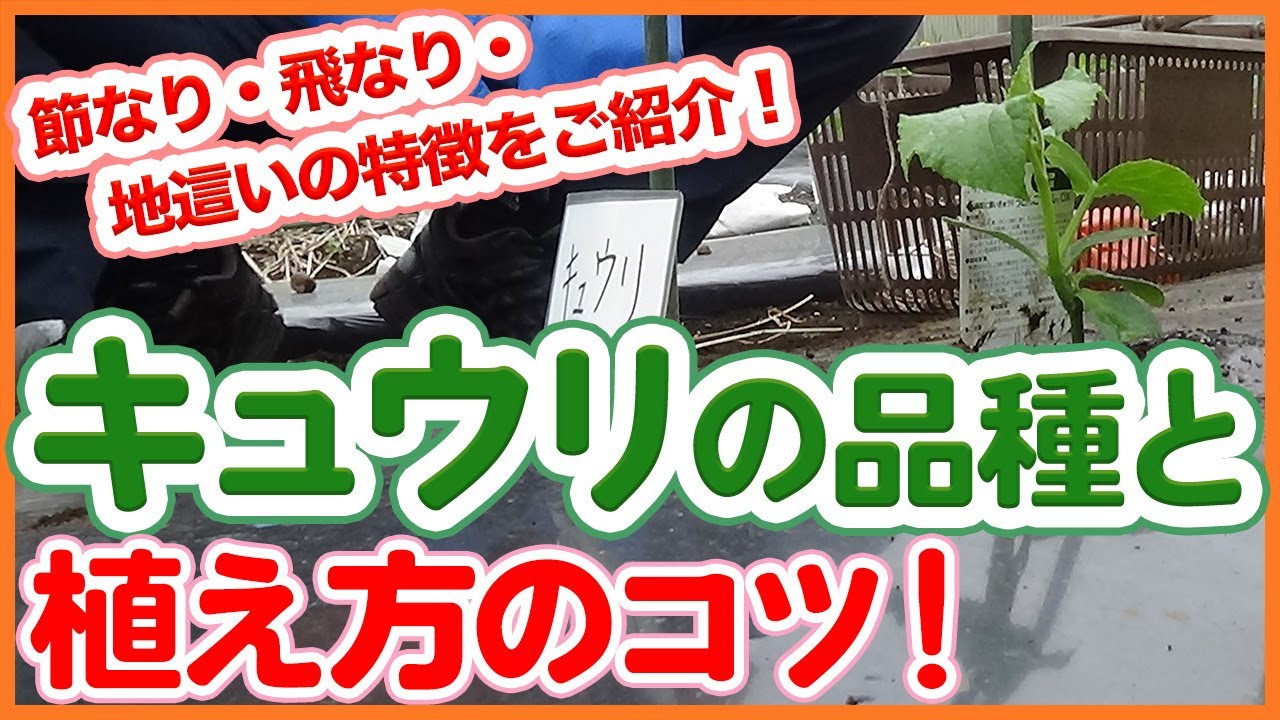 家庭菜園や農園のキュウリ栽培で節なり・飛なり・地這いの特徴や植え方！品種別のきゅうりの育て方を徹底解説！【農園ライフ】