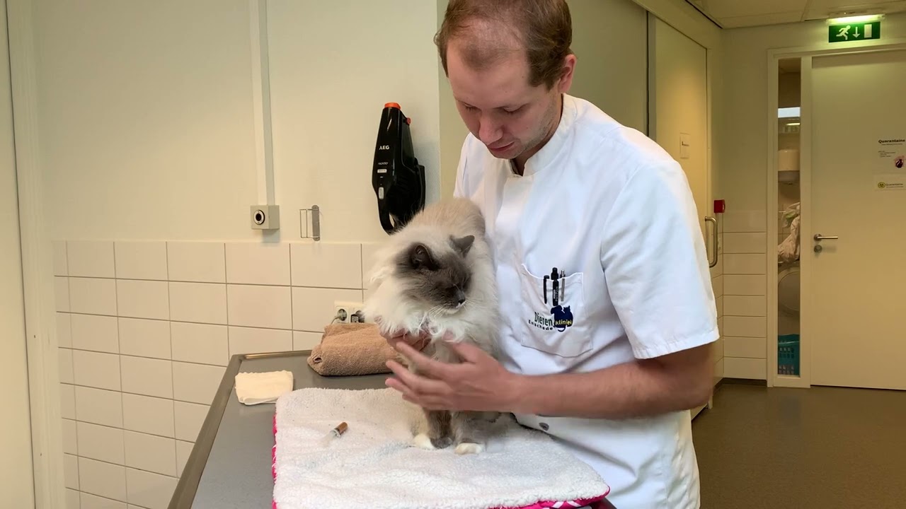 instructie video dwangvoeren kat