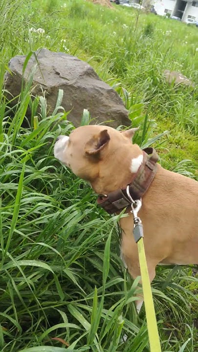 моя коровка 😄🐶 #amstaff #стаффорд #staffordshireterrier #амстафф # ...