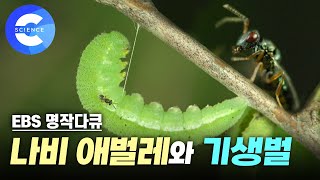 나비 애벌레들의 생존 전략과 기생벌의 공격