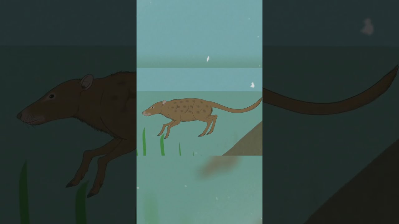 Indohyus Evolution The Tiny Ancestor Of Blue Whale Erudite Octopus Shorts