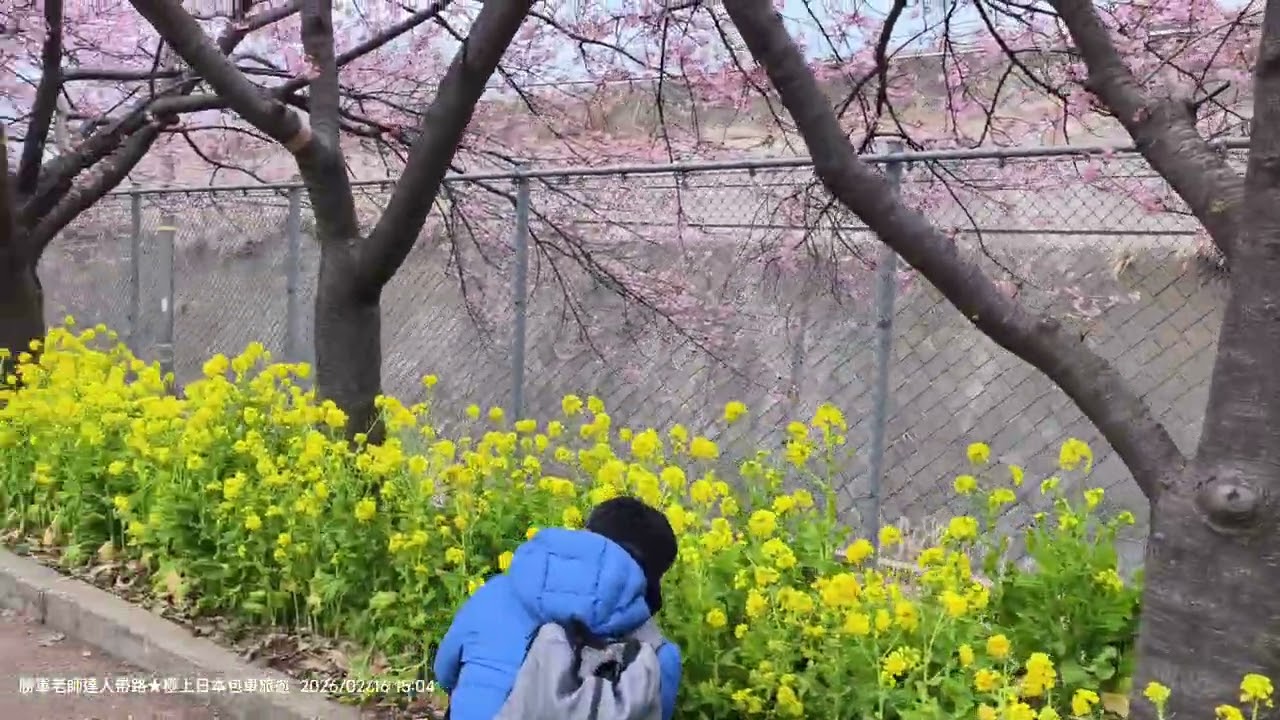 20260216 神奈川縣「三浦海岸桜まつり」已見頃，來過三浦海岸多次，比起其他河津櫻名所，這裡更讓我喜歡，主要原因是外國觀光客較少，旅遊品質好，其次是道路平坦好走，適合年長者