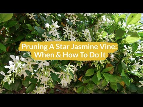 Video: Trimming Star Jasmine - Hoe Star Jasmine-planten in de tuin te snoeien