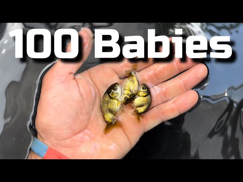 I was shipped a TON of baby goldfish - SAPPHIRE RANCHU UNBOXING