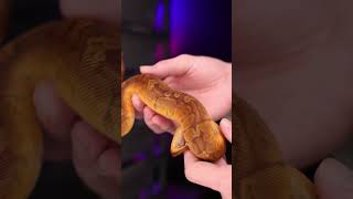 Sunset Ball Pythons are Gorgeous! | Leviathan Snakes | #ballpython #snake #pets