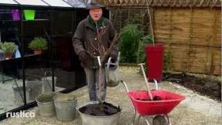 Planter un pêcher nain en pot