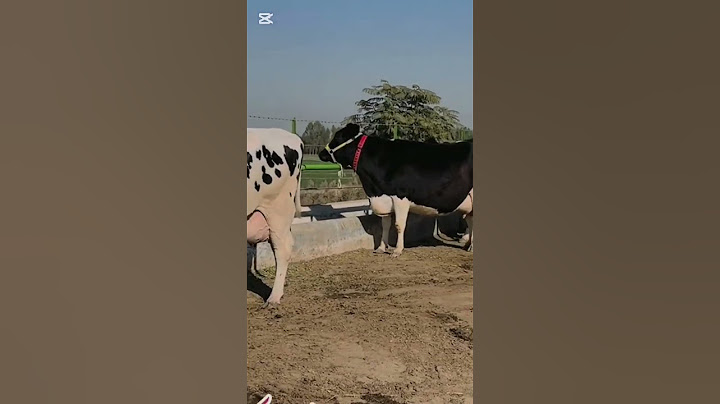 50kg milk Arstelian frizian biggest milking cows hf cows Desi cow #youtube #trending #shorts