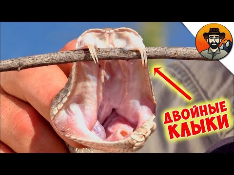 ГРЕМУЧАЯ ЗМЕЯ С ДВОЙНЫМИ КЛЫКАМИ / Койот Питерсон на русском