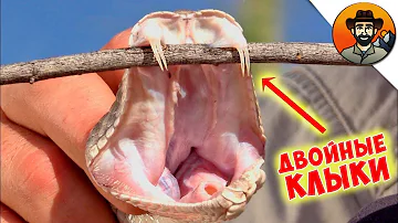 ГРЕМУЧАЯ ЗМЕЯ С ДВОЙНЫМИ КЛЫКАМИ / Койот Питерсон на русском