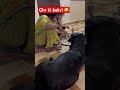 Ghar ki bakri 😂 || labra bella || #shorts #youtubeshorts #labrador #dog #funny #memes #viralshort