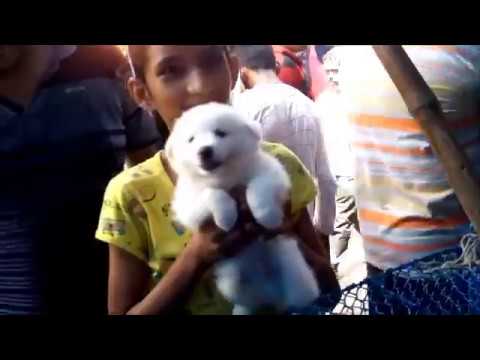 puppy paradise Cute Girl Akanskha Gets Her First Puppy At Galiff Street