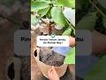 How to Transplant Crystal Guava into Grow Bags | Pindah Tanam Jambu Kristal ke Planterbag ‼️