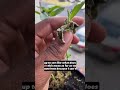 🌿 How I'm Saving My Struggling Stevia in Drought Conditions