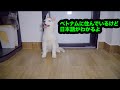 日本語とベトナム語の２ヶ国語が分かるハスキーの子犬・面白いゴールデンレトリバーとハスキー