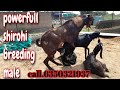 Powerfully shirohi breeding male from ( Rj Goat Farm in Rajasthan) call.6350321937. 8562053363