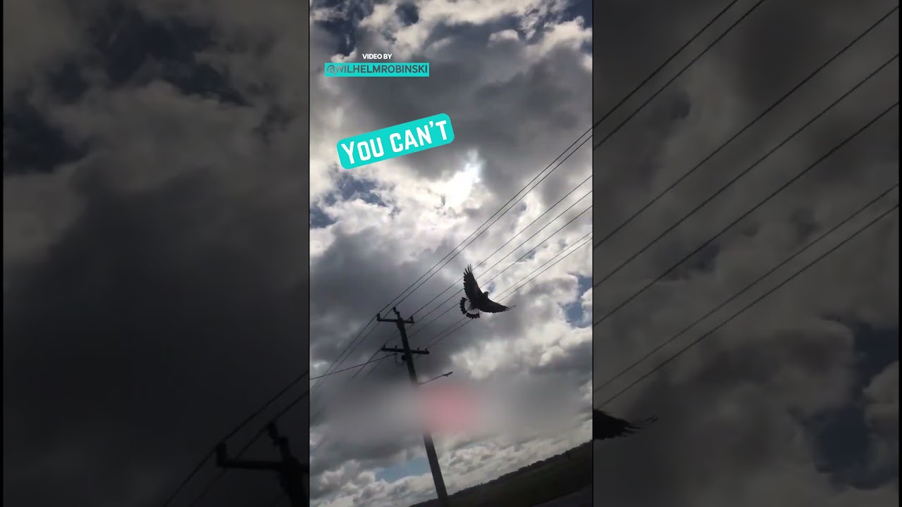 Сердитая Сорока