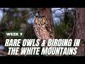 Finding a LONG-EARED OWL &amp; Hiking at Pondicherry Wildlife Refuge | Essex County Little Big Year