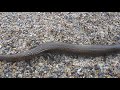 eslizon iberico (chalcides bedriagai) parte 2