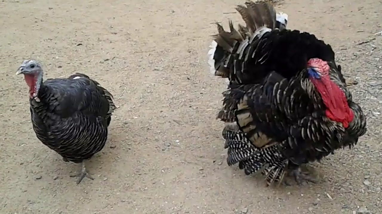 Turkey Farming YouTube