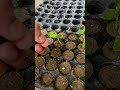 seeds grow method #gardening #shorts #farming