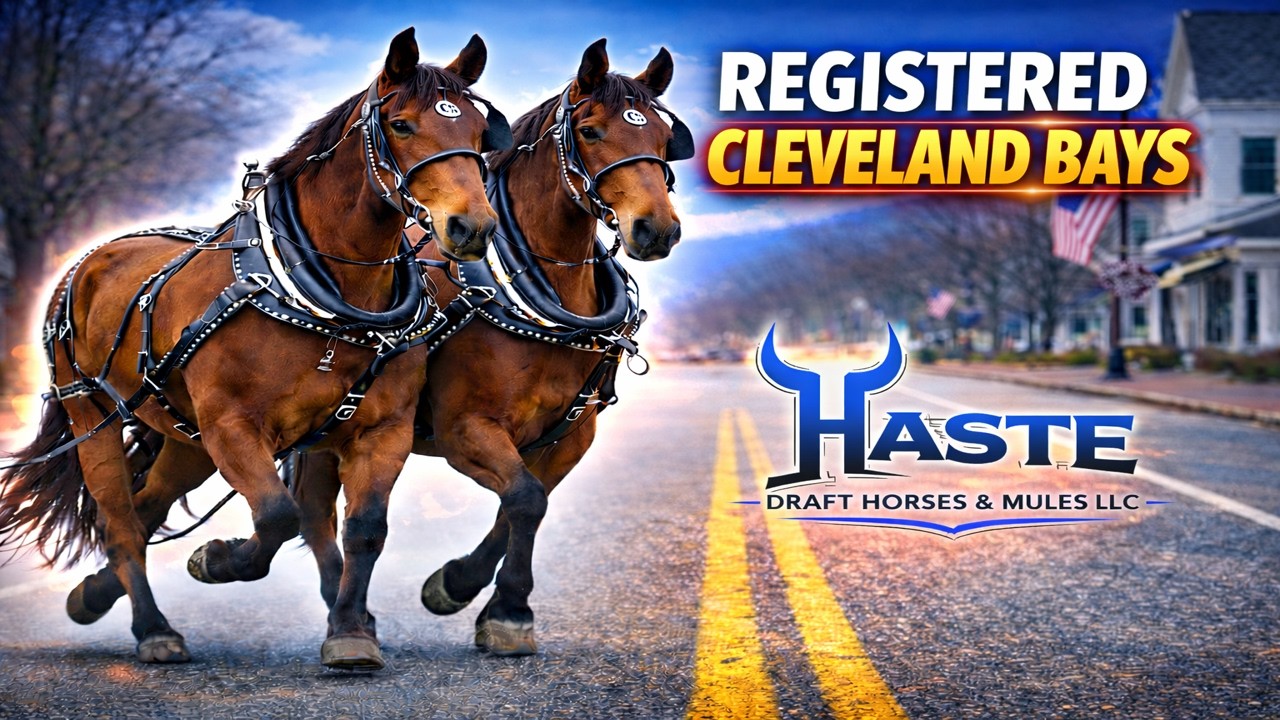 Зарегистрированные кобылы породы Кливлендская гнедая – одна из самых редких конных упряжек, котор...