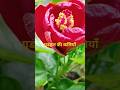 गुडहल की कलीयां home gardening👍||blooming adventure🌿🍃|#youtubevideo #gardenig hacks#flowershorts